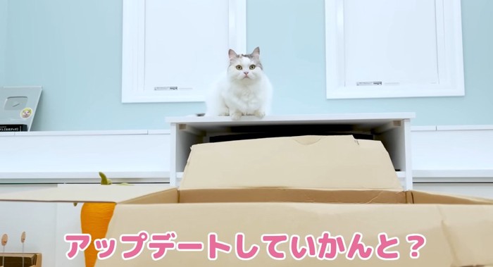 座っている猫