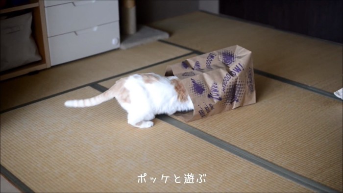 袋に入っていく猫