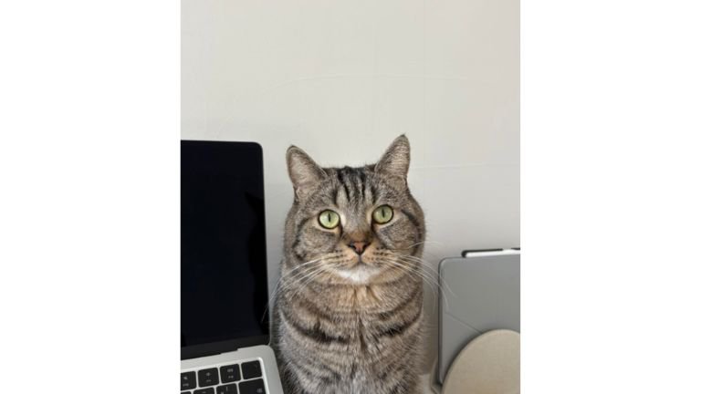 パソコン横の猫