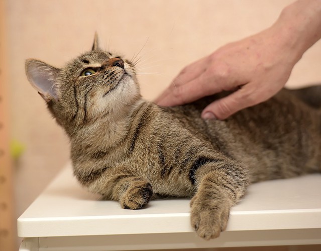 お尻触る飼い主を見上げる猫