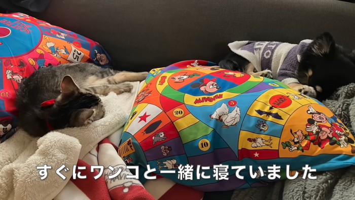 寝ている猫と犬