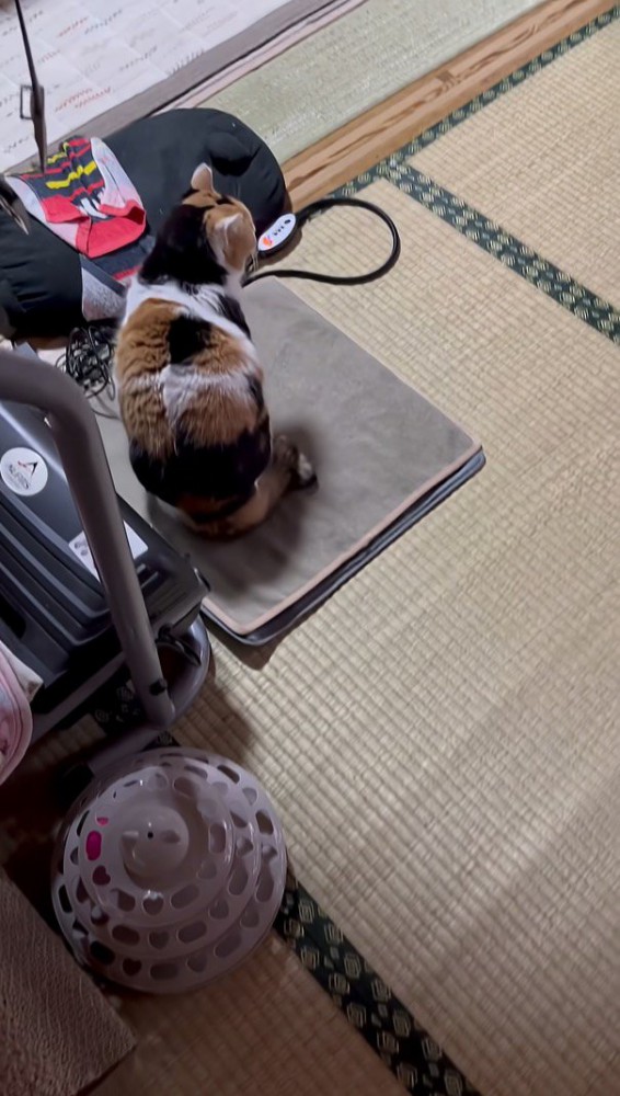 ホカペの上のミケちゃん