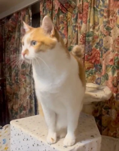 キャットタワーに登る猫