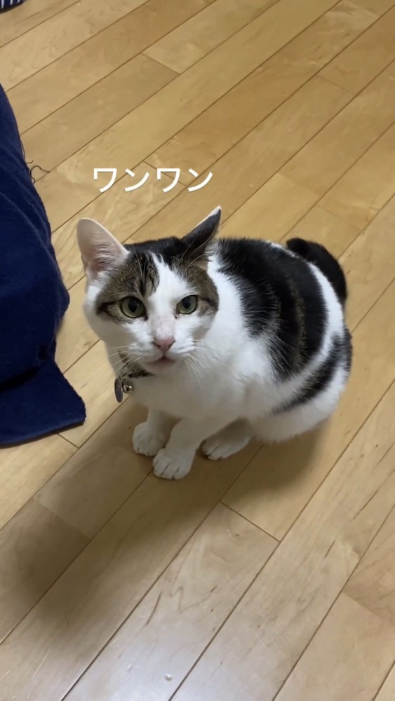 見上げる猫