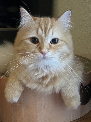 正面を見る猫