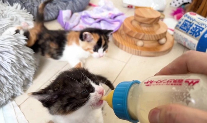 哺乳瓶を咥えてミルクを飲む子猫