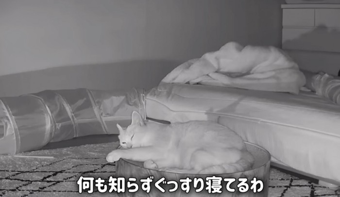 ぐっすり眠る猫