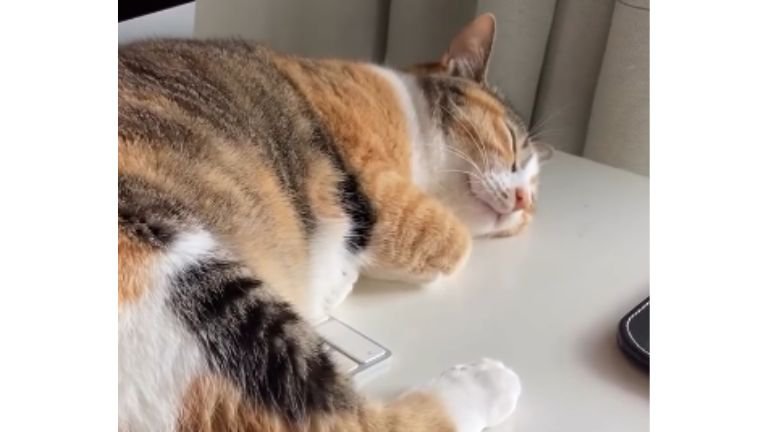 パソコン前で眠る猫