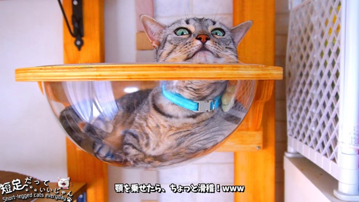 あご乗せしている猫