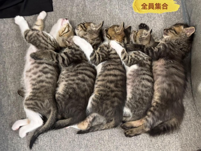 並んで寝る子猫