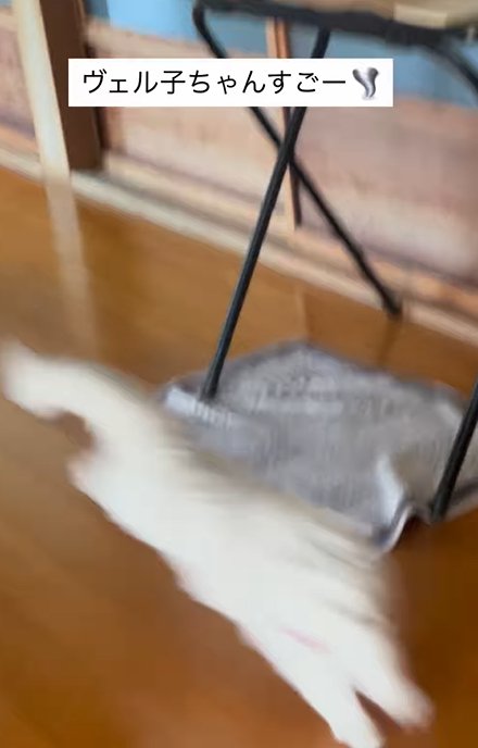 黒い台の前を横切る猫