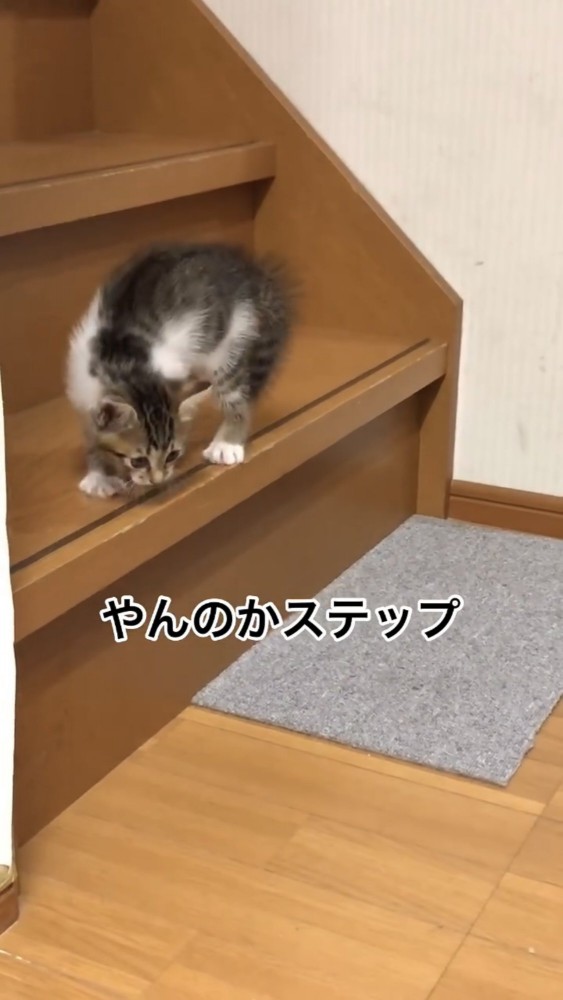 階段で遊ぶ子猫