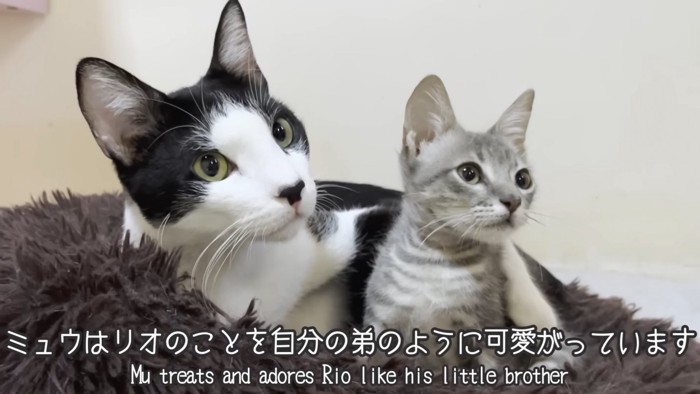 子猫と並ぶ成猫