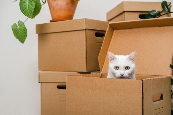 箱の中で困惑する猫