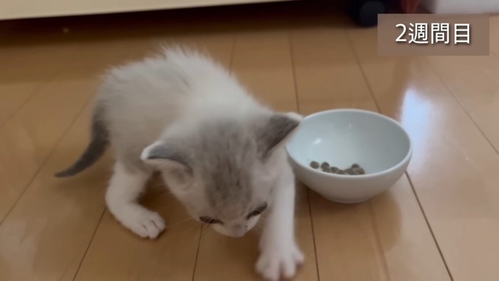 砂をかける仕草をする子猫