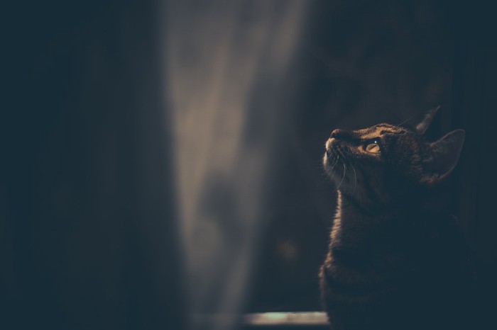 夜の窓辺に佇む猫