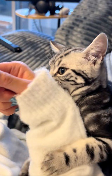 人の腕に抱き着いている猫