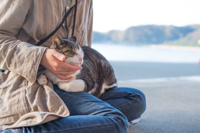 膝の上に乗りながら撫でられる猫