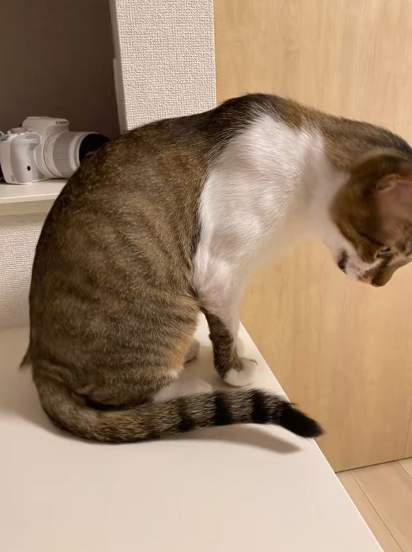 ふさふさになったとろろちゃん