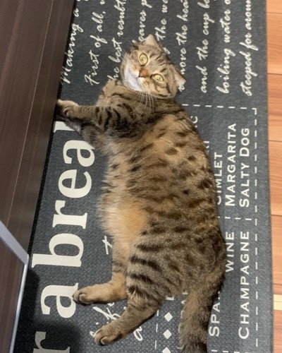 キッチンで転がる猫