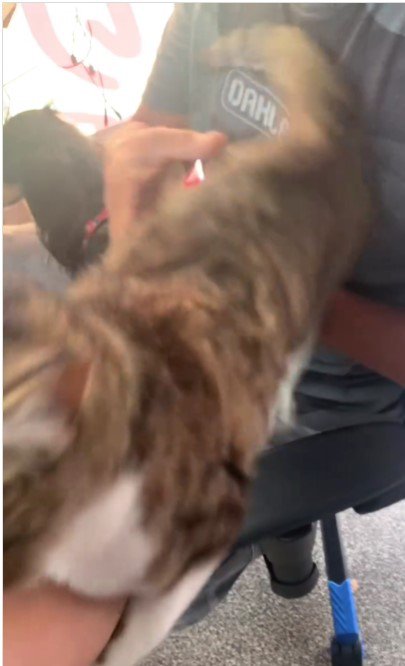 人の腕によじ登る猫