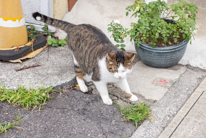 しっぽの先を動かす猫