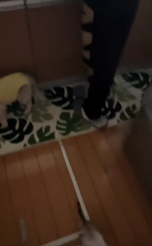 立っている飼い主の足と、顔が見切れた母猫、尻尾を伸ばしている子猫の下半身