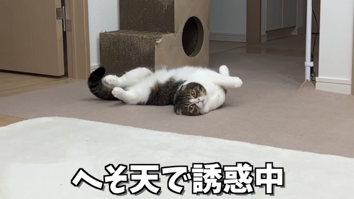 ヘソ天ぽこ太郎くん