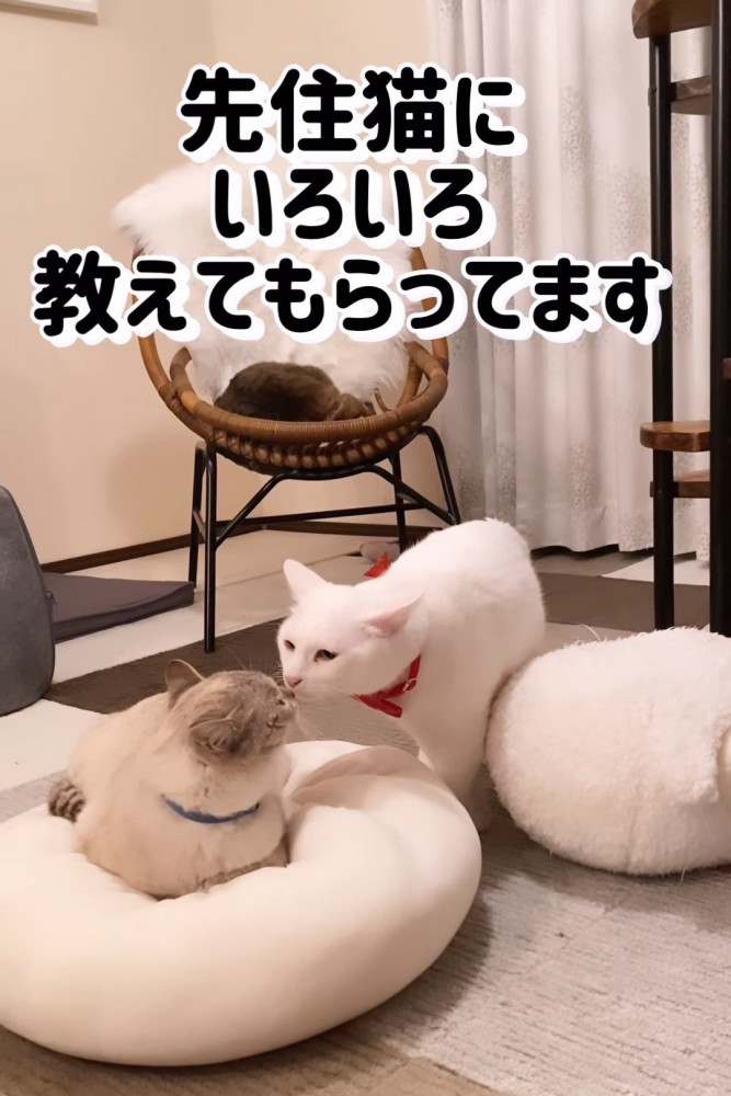 鼻を近づける2匹の猫