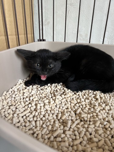 威嚇する子猫