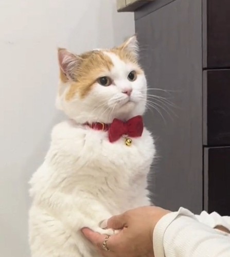 虚無顔のリリィちゃん