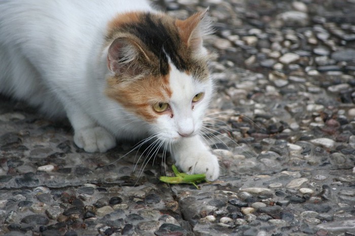 バッタを捕まえた猫