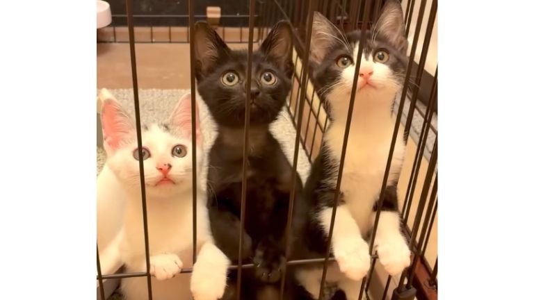 ケージの中にいた子猫たち