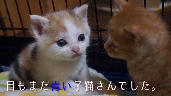 青い目の子猫