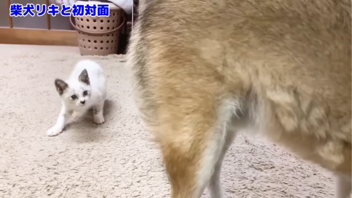 犬の背後を取る子猫