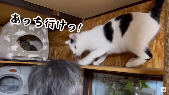 猫パンチ