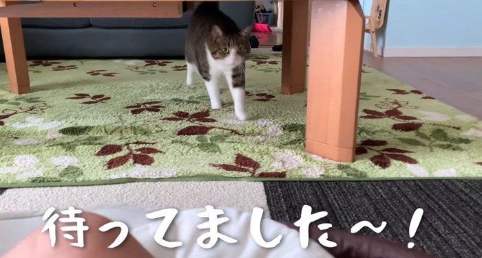 歩いている猫