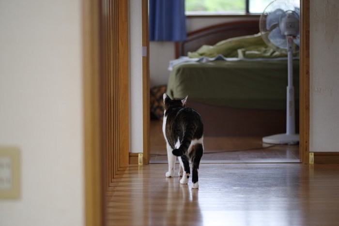 部屋を覗く猫