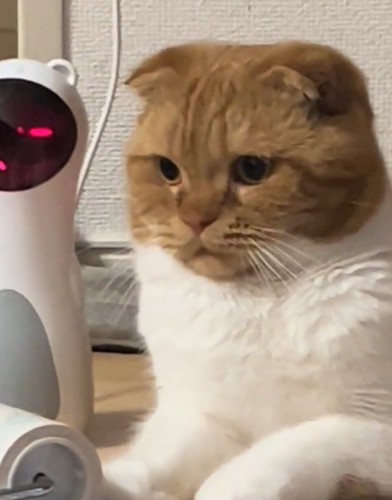 困り顔の猫