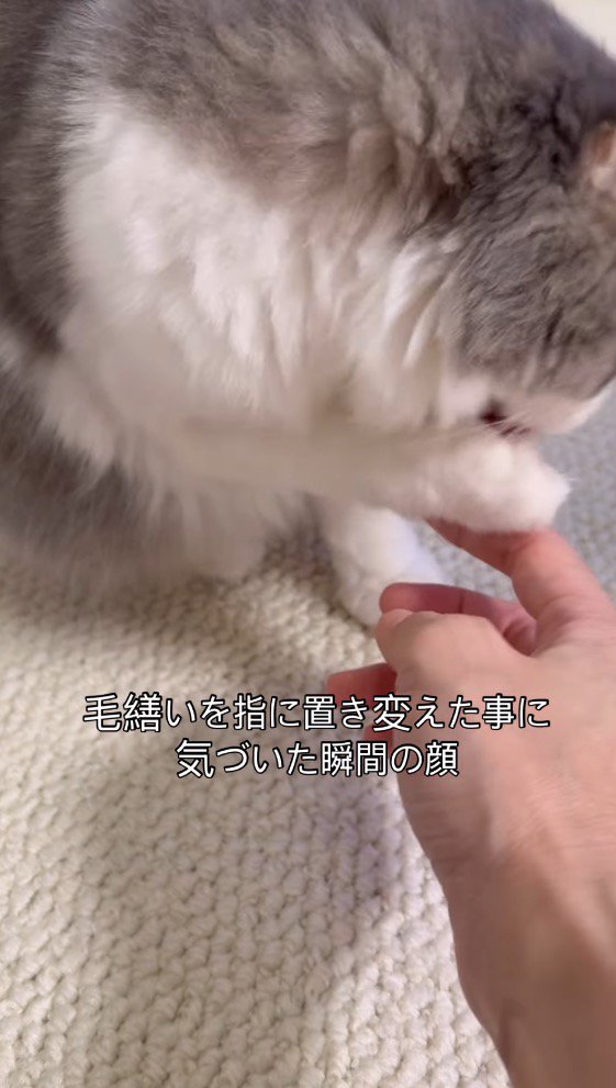 猫の口元に指を近づける飼い主