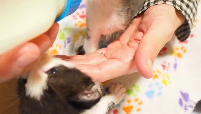 哺乳瓶の匂いを嗅いでいる子猫