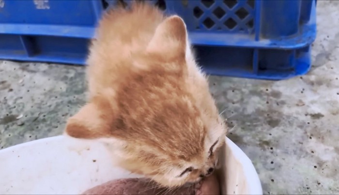 ご飯をおいしそうに食べる子猫