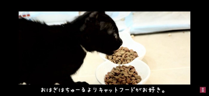 キャットフードを食べる猫