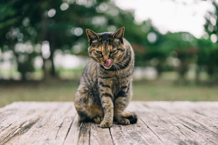 舌なめずりをする猫