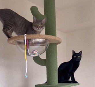 キャットタワーで遊ぶ二匹の猫