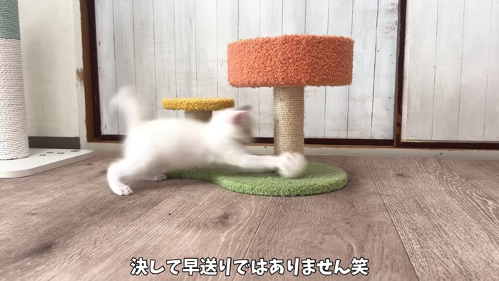 ボールにじゃれる子猫