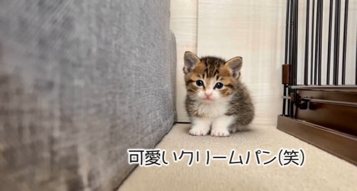 座っている子猫