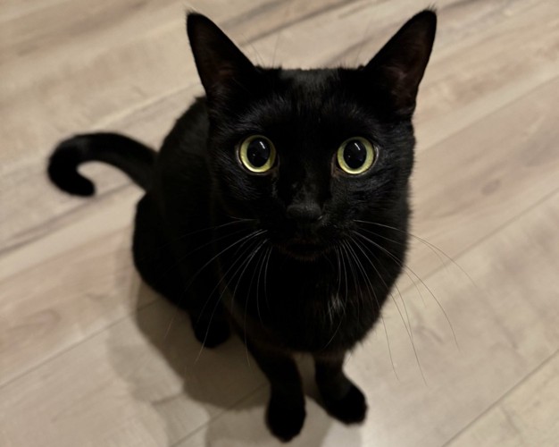 座って上目遣いの黒猫