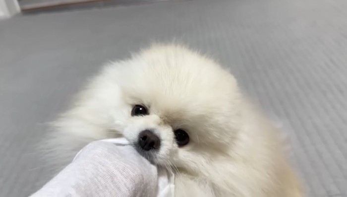 袖を甘噛みするポテチくん