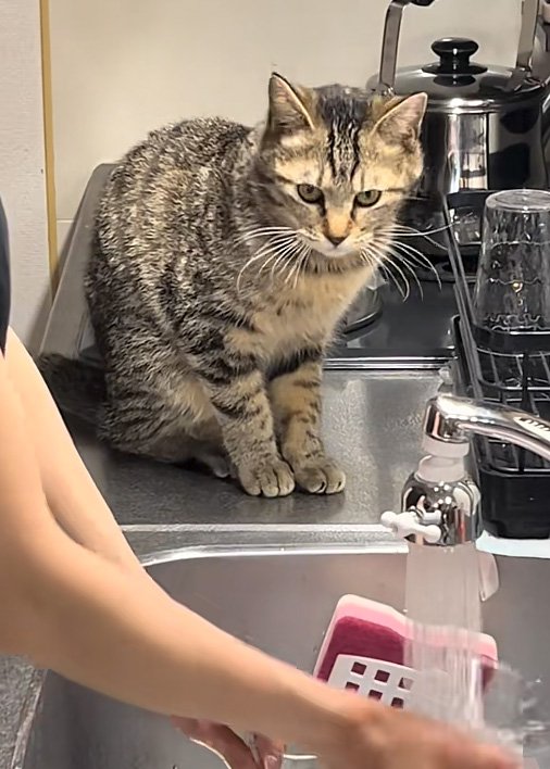 気になる猫